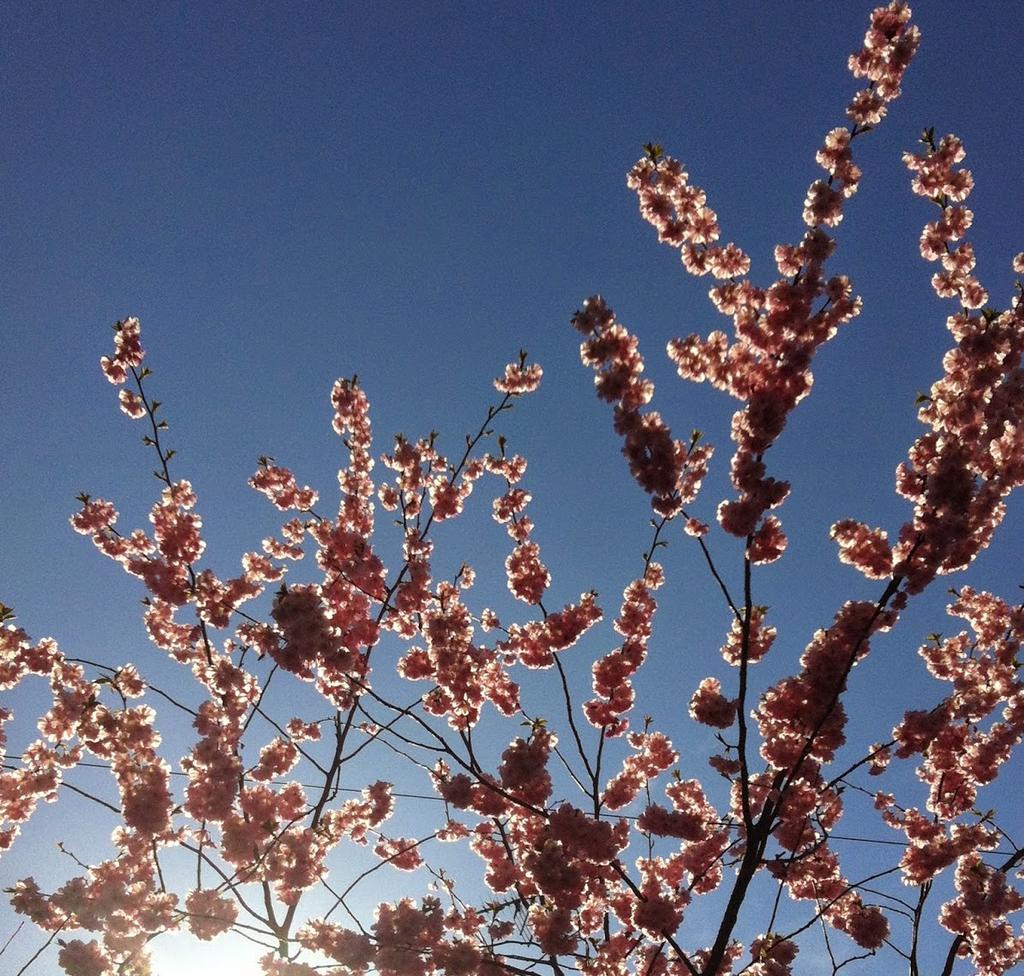 Cherry Blossom Against Blue Sky