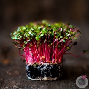 Food Photographer of the Year Pink Cress
