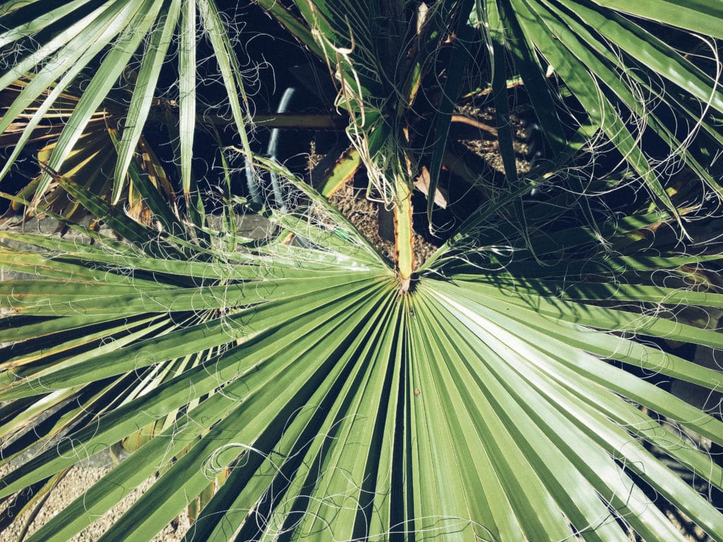 Bristol Botanical Gardens Palm Leaves