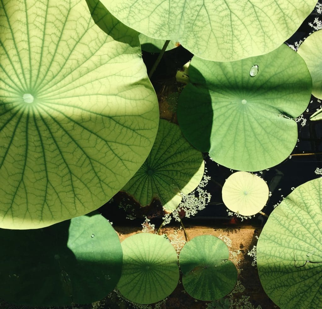 Bristol Botanical Gardens Lilypads