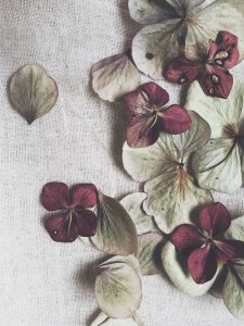 dried hydrangea petals