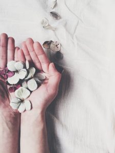 dried hydrangea petals in hands
