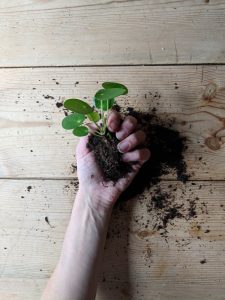 simple creative living pilea peperomioides cutting in hand